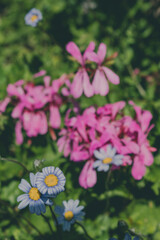 a photo of flowers taken at the Cape Town Biodiversity Park 