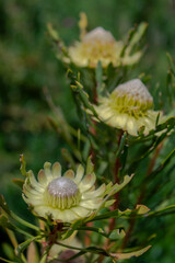 a photo of flowers taken at the Cape Town Biodiversity Park 