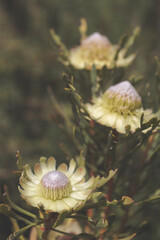a photo of flowers taken at the Cape Town Biodiversity Park 