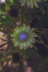 Photo of flowers taken in Cape Town Biodiversity Park 