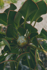 Photo of flowers taken in Cape Town Biodiversity Park 