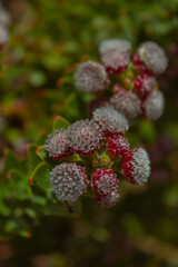 Photo of flowers taken in Cape Town Biodiversity Park 