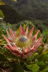 Photo of flowers taken in Cape Town Biodiversity Park 