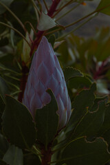 Photo of flowers taken in Cape Town Biodiversity Park 