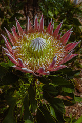 Photo of flowers taken in Cape Town Biodiversity Park 