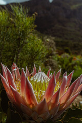 Photo of flowers taken in Cape Town Biodiversity Park 