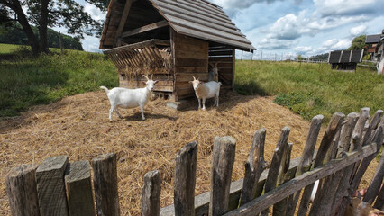 A white goat stands in a farm enclosure. Ideal for children's books or farm themed advertising
