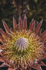 Photo of flowers taken in Cape Town Biodiversity Park 