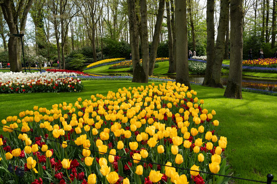 field of yellow tulips - Powered by Adobe