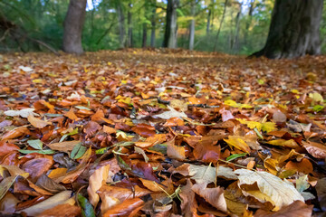 Obraz premium Autumn leaves on the ground