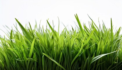 Fototapeta premium Fresh Green Grass Isolated Against A Transparent Background