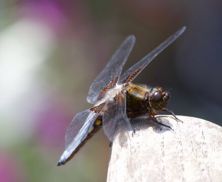 dragonfly close up