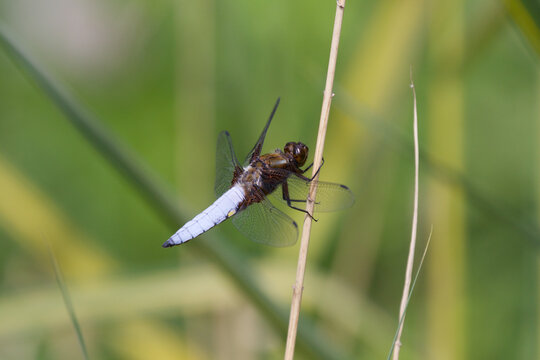 dragonfly on the grass