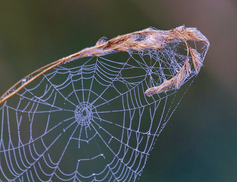 spider web