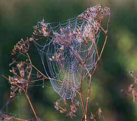 spider web with dew drops