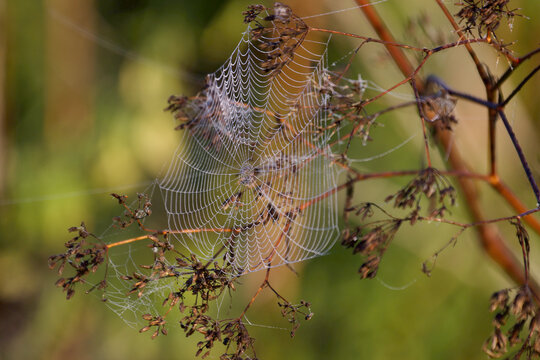spider web with dew drops