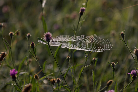 dew on a spiders web