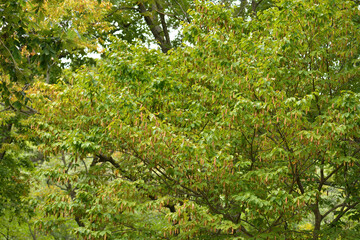 Fototapeta premium Carpinus cordata, a deciduous broadleaf tree species of the Betulaceae family, with gray bark and serrated oval leaves, blooming in spring and producing nuts in autumn. Photographed in Korea.