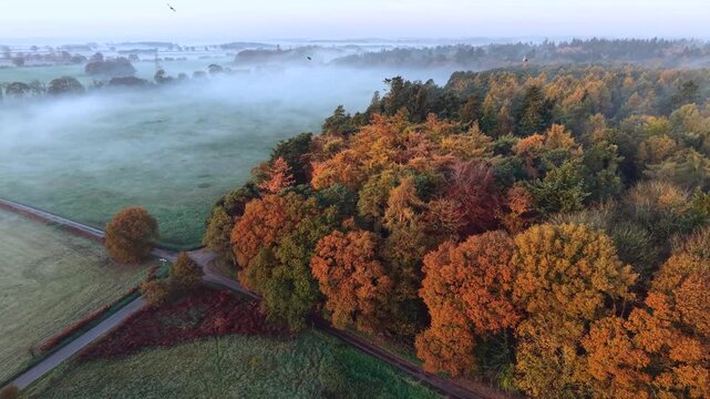 Stunning autumn trees aerial drone Norfolk video 1