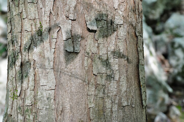 Fototapeta premium Carpinus cordata, a deciduous broadleaf tree species of the Betulaceae family, with gray bark and serrated oval leaves, blooming in spring and producing nuts in autumn. Photographed in Korea.