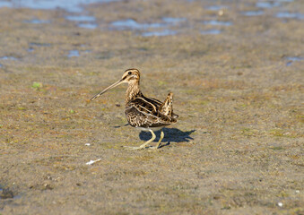 common snipe at the beach