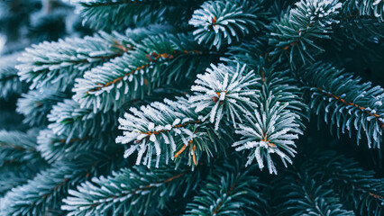 Frost-covered pine branches glisten in the winter sunlight, showcasing nature's beauty. Their rich green color contrasts with the delicate white frost, creating a serene and magical winter landscape.