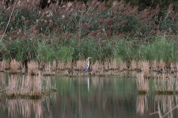 grey heron at a lake