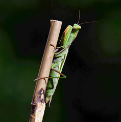green praying mantis