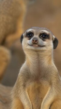 Ein kleines, niedliches Erdm&auml;nnchen lacht direkt in die Kamera