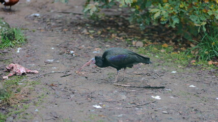 Dark ibis stands on ground. Bird is foraging. Wildlife portrait. Nature photography. Ibis in natural habitat. Bird watching. Perfect for wildlife documentaries