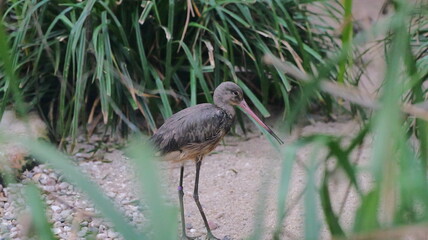 Grey heron stands alert in gravel. Detailed feathers and long beak visible. Wildlife portrait. Perfect for nature documentaries or birdwatching guides