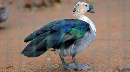 Beautiful male mallard duck with vibrant green iridescent plumage stands proudly on the ground. Perfect for wildlife backgrounds or nature themes