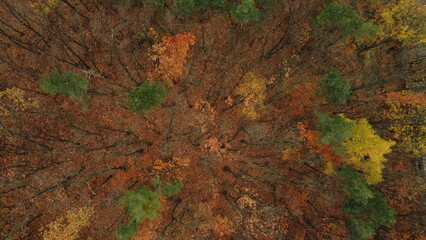 Aerial view of a forest in autumn. Ideal for website backgrounds showcasing fall scenery