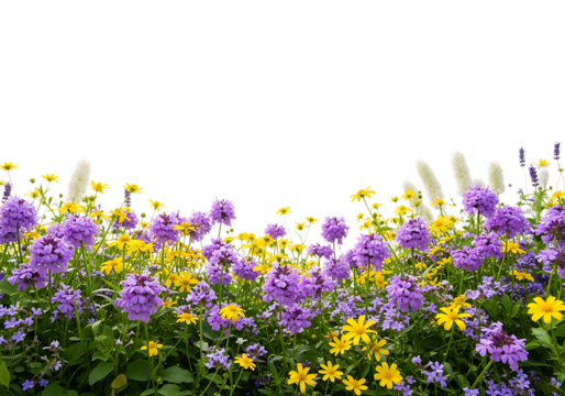 A vibrant field of purple and yellow wildflowers with tall white grass stalks isolated on transparent background