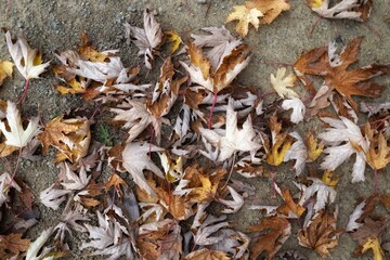 fallen autumn leaves