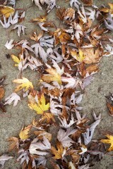 fallen autumn leaves