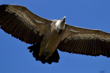 Griffon vulture