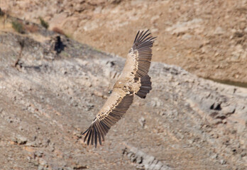 Griffon vulture