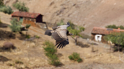 Griffon vulture