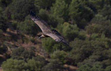 Griffon vulture