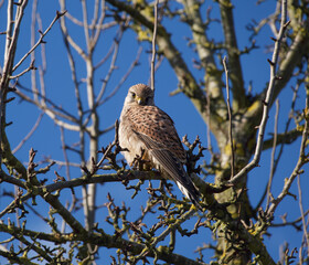 Kestrel on a tree