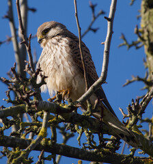 Kestrel on a tree