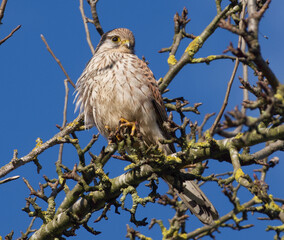 Kestrel on a tree