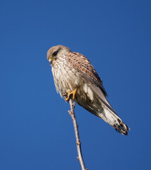Kestrel on a tree