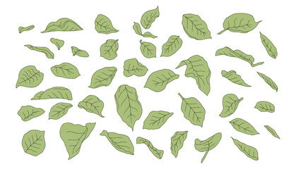 Hand drawn line art green rose leaves set isolated clip art