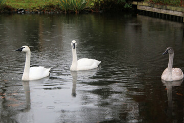 A close up of a Trumpeter Swan