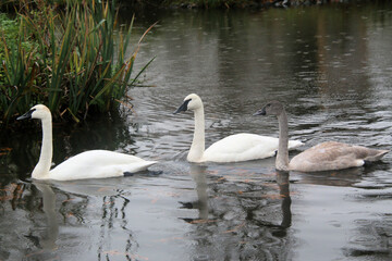 A close up of a Trumpeter Swan