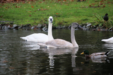 A close up of a Trumpeter Swan