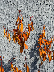 Red autumn leaves against rough concrete wall in sunlight. Seasonal nature, texture contrast and warm color tones of fall foliage.