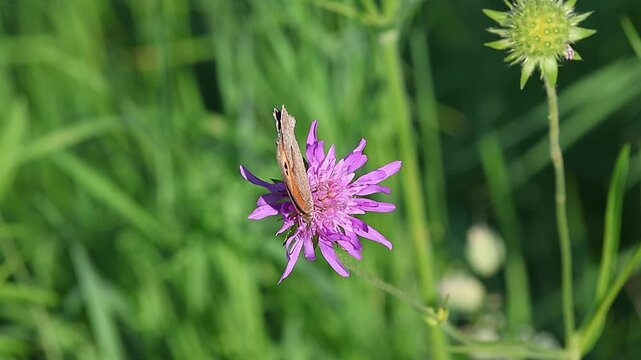 clip of a female maniola jurtina the gatekeeper butterfly on a scabiosa blossom